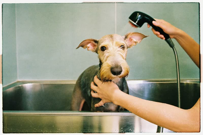 A schnauzer being rinsed in a stainless steel grooming bath