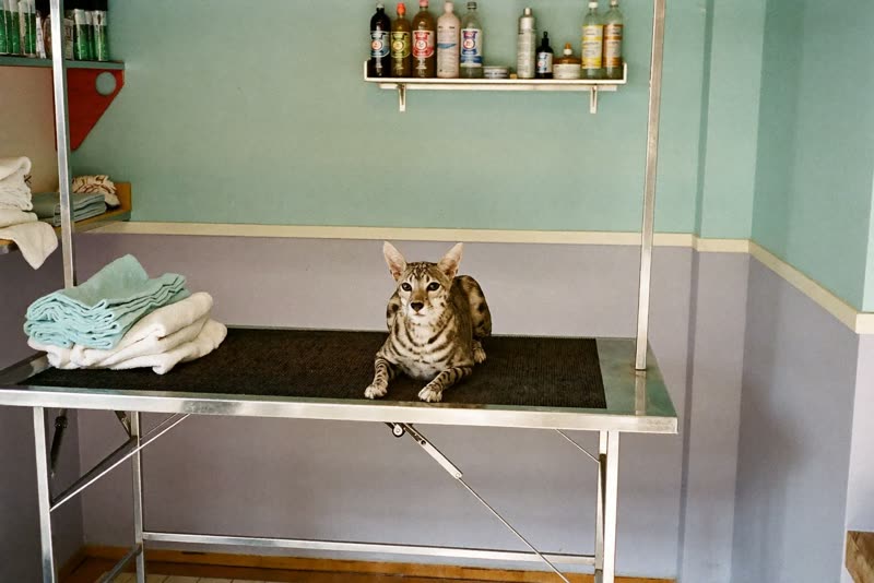 The grooming table and folded towels in a tidy salon