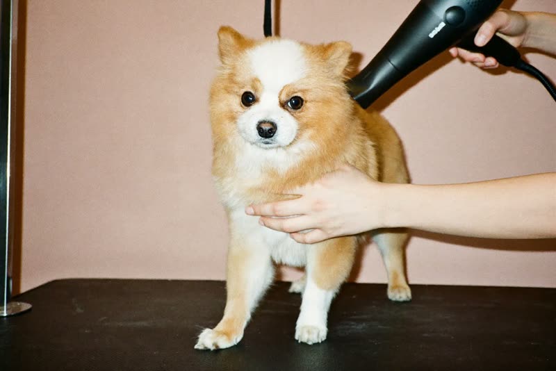 A small dog being blow-dried on the grooming table