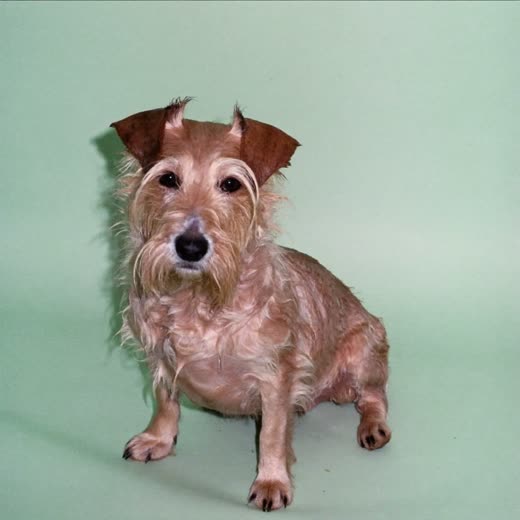 A small terrier just out of the bath