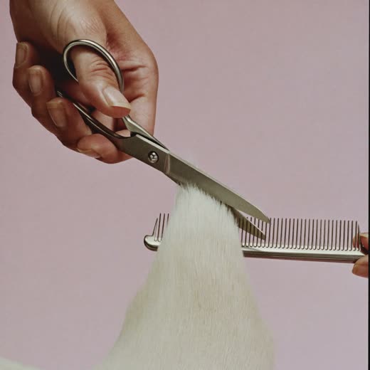 Grooming scissors and comb held over clipped fur