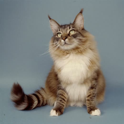 A long-haired cat with a smoothly combed coat